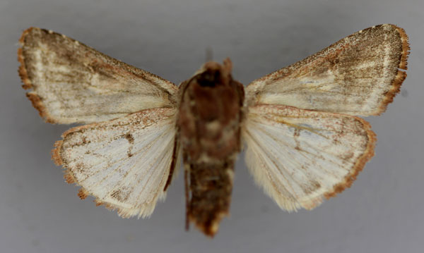 /filer/webapps/moths/media/images/A/anthophyes_Conservula_A_RMCA_02.jpg