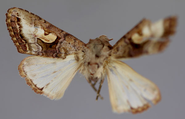 /filer/webapps/moths/media/images/A/anthophyes_Conservula_HT_RMCA_01.jpg