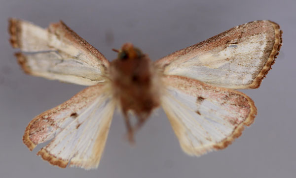 /filer/webapps/moths/media/images/A/anthophyes_Conservula_HT_RMCA_02.jpg
