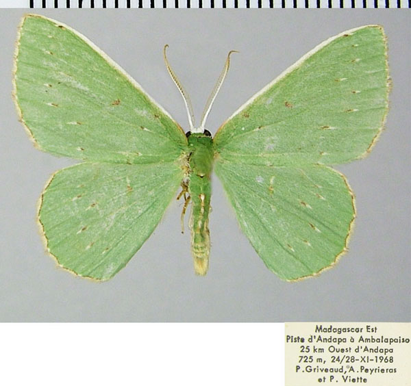 /filer/webapps/moths/media/images/A/anthosyne_Blechroneromia_AM_ZSMa.jpg