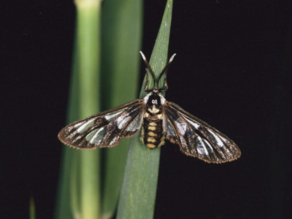 /filer/webapps/moths/media/images/A/anthraciformis_Ceryx_A_Roland.jpg