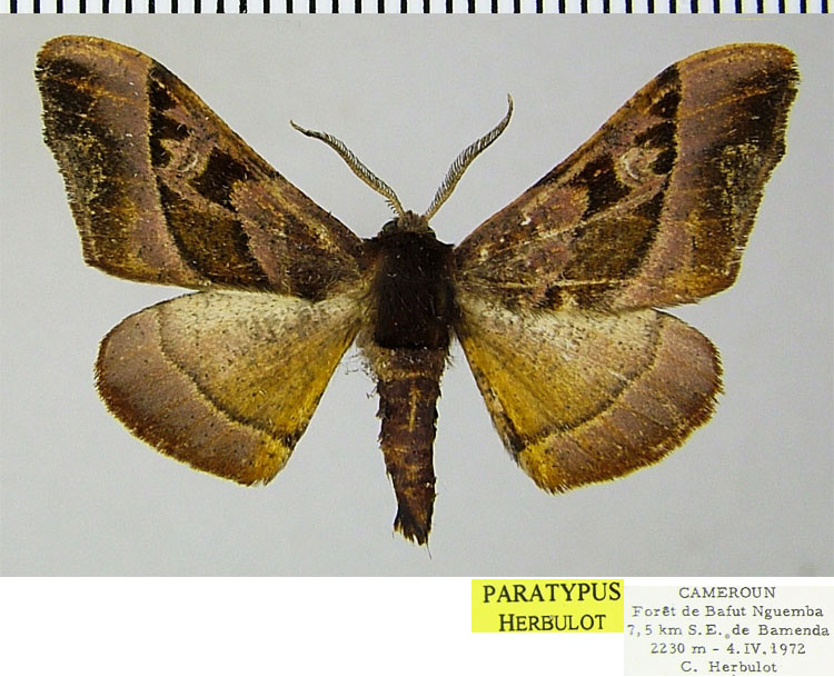 /filer/webapps/moths/media/images/A/anthracina_Gongropteryx_PTM_ZSM.jpg