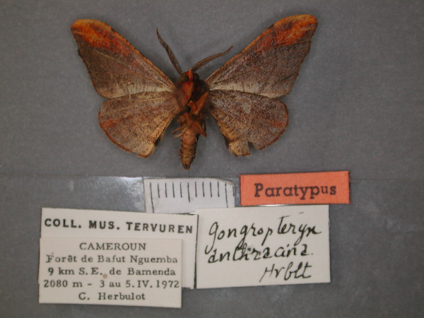 /filer/webapps/moths/media/images/A/anthracina_Gongropteryx_PT_RMCA_02.jpg