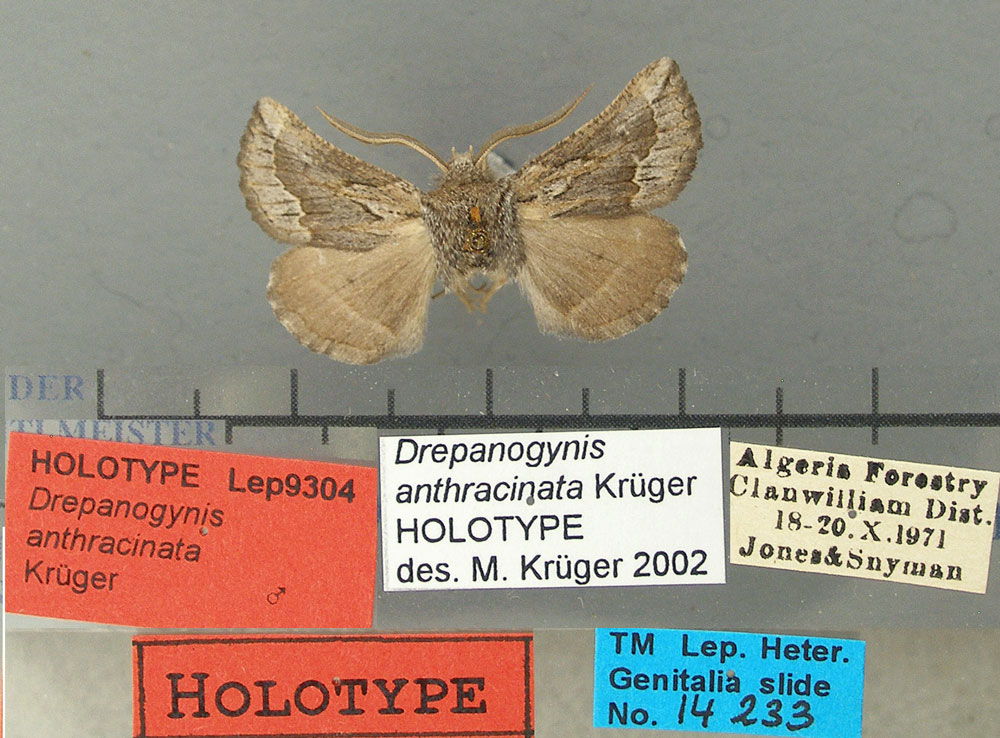 /filer/webapps/moths/media/images/A/anthracinata_Drepanogynis_HT_TMSA.jpg