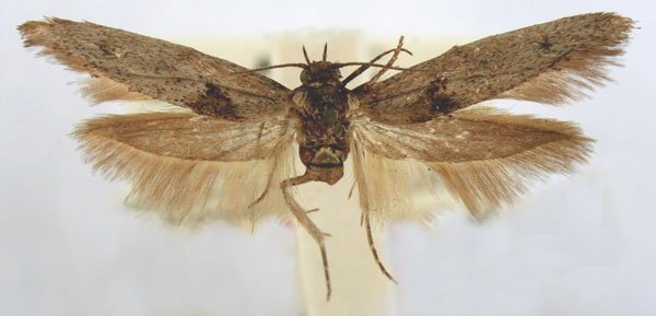 /filer/webapps/moths/media/images/A/anthracodelta_Scythris_HT_BMNH.jpg