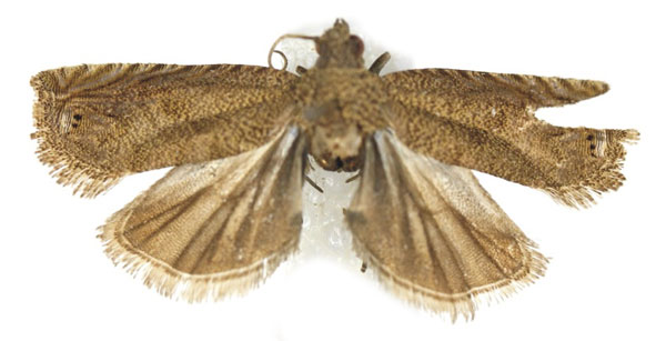 /filer/webapps/moths/media/images/A/anthracotis_Leguminivora_AM_Bassi.jpg
