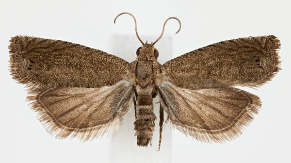 /filer/webapps/moths/media/images/A/anthracotis_Leguminivora_AM_NHMO.jpg