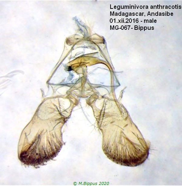 /filer/webapps/moths/media/images/A/anthracotis_Leguminivora_GM_Bippus_067.jpg