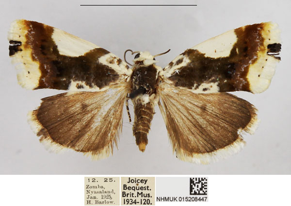 /filer/webapps/moths/media/images/A/antica_Acontia_AF_NHMUK_uBX38Lb.jpg