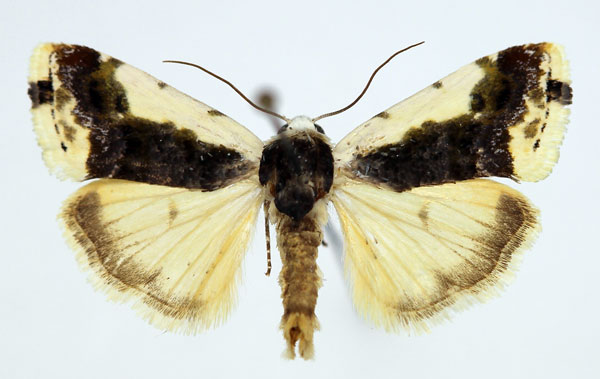 /filer/webapps/moths/media/images/A/antica_Acontia_AM_Aulombard_01.jpg