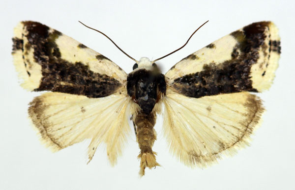 /filer/webapps/moths/media/images/A/antica_Acontia_AM_Aulombard_02.jpg