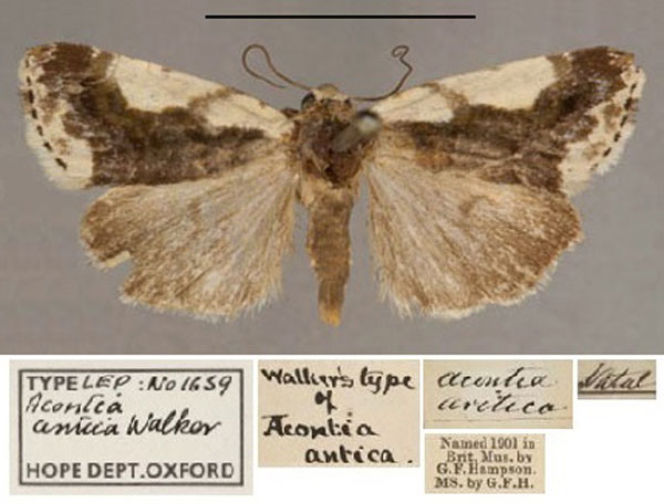 /filer/webapps/moths/media/images/A/antica_Acontia_HT_OUMNH_01.jpg