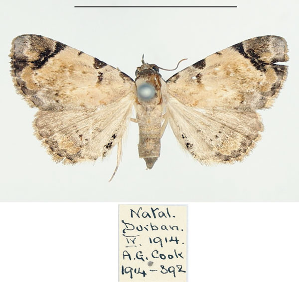 /filer/webapps/moths/media/images/A/anticalis_Metachrostis_AF_BMNH.jpg