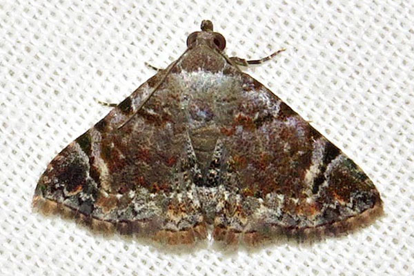 /filer/webapps/moths/media/images/A/anticalis_Metachrostis_A_Braun_02.jpg