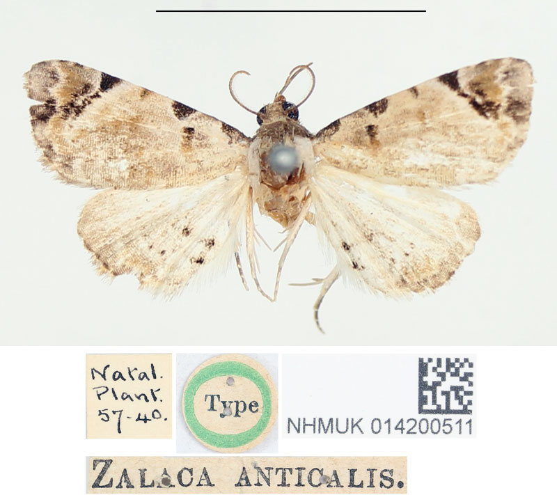 /filer/webapps/moths/media/images/A/anticalis_Zalaca_HT_BMNH.jpg