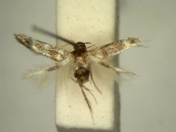 /filer/webapps/moths/media/images/A/antidesma_Gisilia_PT891_TMSA_01.jpg