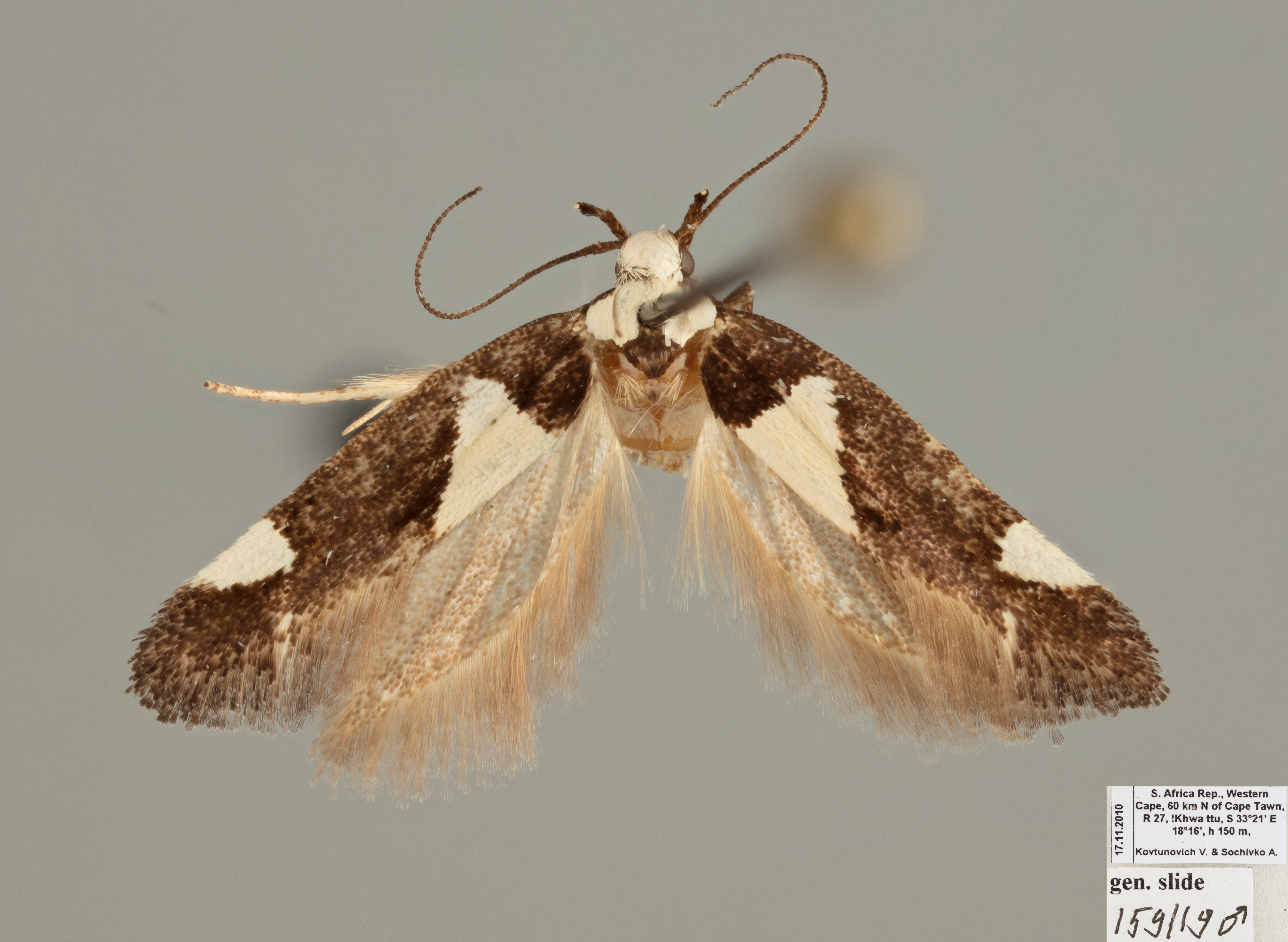 /filer/webapps/moths/media/images/A/antileuca_Thymosopha_AM_ZMKU.jpg