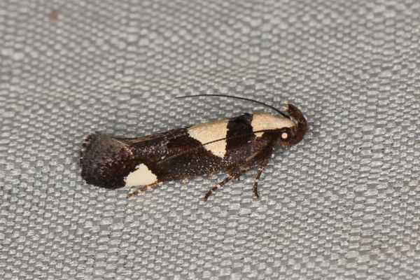 /filer/webapps/moths/media/images/A/antileuca_Thymosopha_A_Heyns_01.JPG
