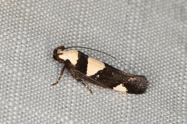 /filer/webapps/moths/media/images/A/antileuca_Thymosopha_A_Heyns_02.JPG
