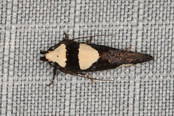 /filer/webapps/moths/media/images/A/antileuca_Thymosopha_A_Heyns_03.JPG
