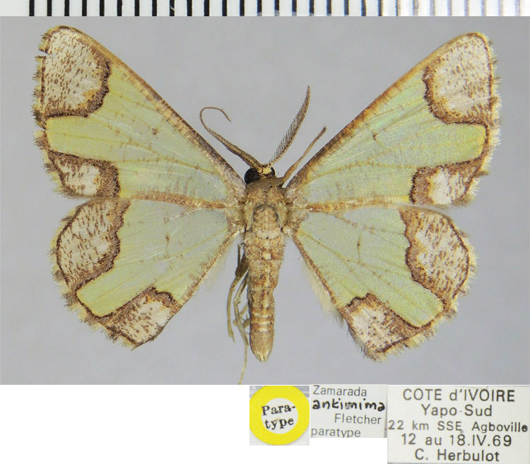 /filer/webapps/moths/media/images/A/antimima_Zamarada_PTM_ZSM.jpg