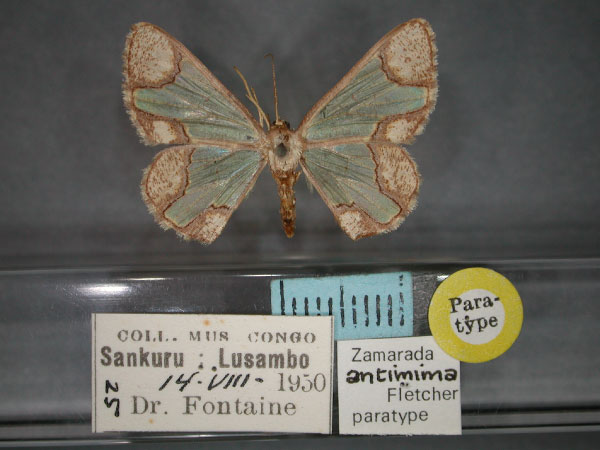 /filer/webapps/moths/media/images/A/antimima_Zamarada_PT_RMCA_01.jpg