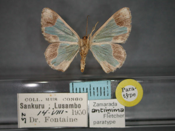 /filer/webapps/moths/media/images/A/antimima_Zamarada_PT_RMCA_02.jpg