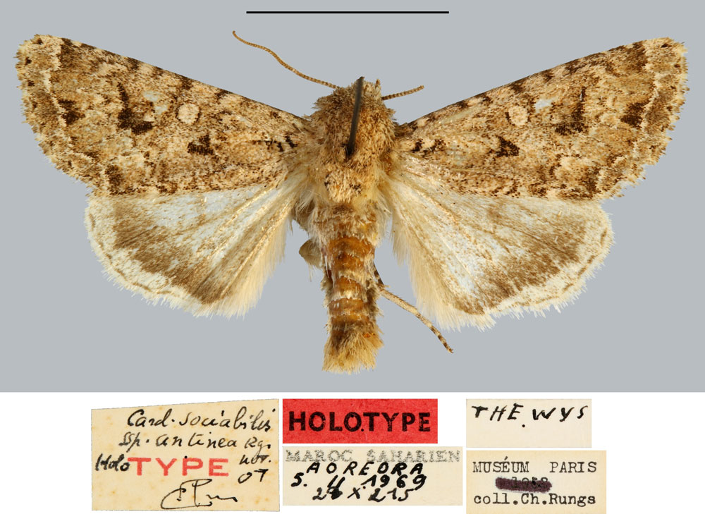 /filer/webapps/moths/media/images/A/antinea_Cardepia_HT_MNHN.jpg