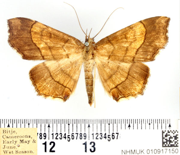 /filer/webapps/moths/media/images/A/antinysa_Gracilodes_AF_BMNH.jpg