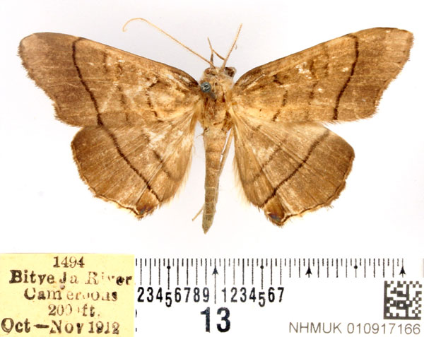 /filer/webapps/moths/media/images/A/antinysa_Gracilodes_AM_BMNH.jpg