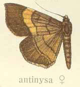 /filer/webapps/moths/media/images/A/antinysa_Gracilodes_HT_Gaede.jpg