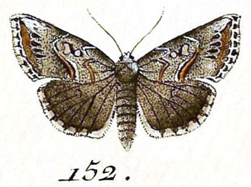 /filer/webapps/moths/media/images/A/antiqualis_Pyralis_ST_Hubner_23-152.jpg