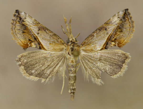 /filer/webapps/moths/media/images/A/antistropha_Rhynchodontodes_A_Butler.jpg