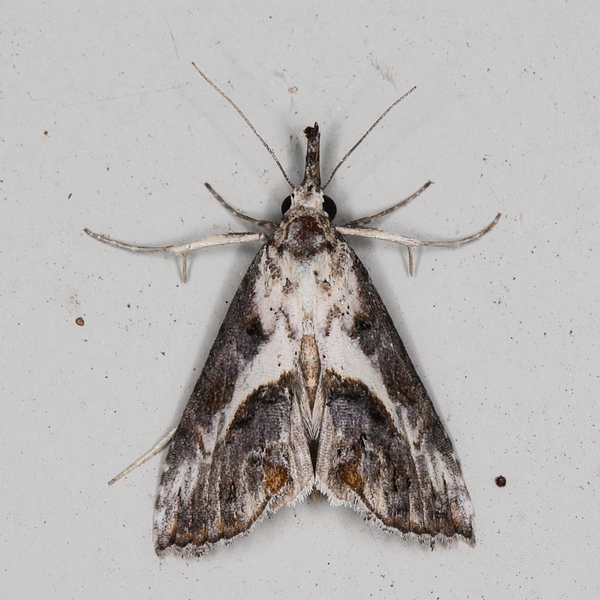/filer/webapps/moths/media/images/A/antistropha_Zekelita_A_Heyns_01.jpg.JPG