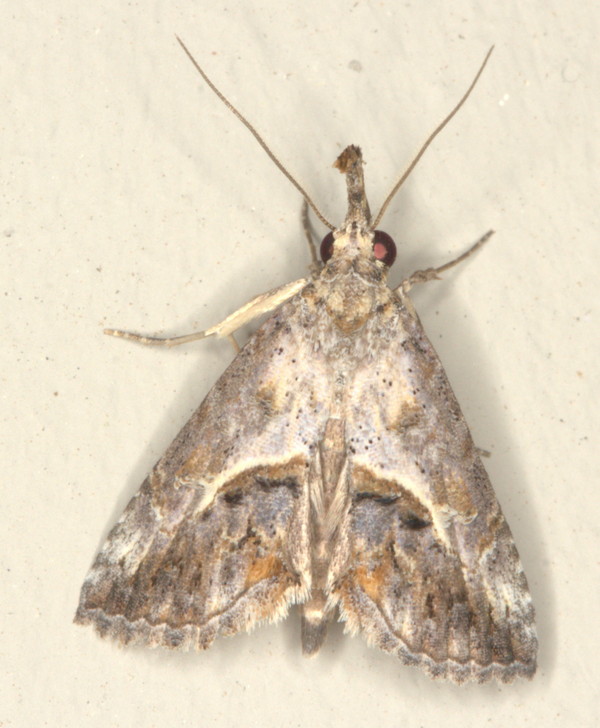 /filer/webapps/moths/media/images/A/antistropha_Zekelita_A_Heyns_02.jpg.jpg