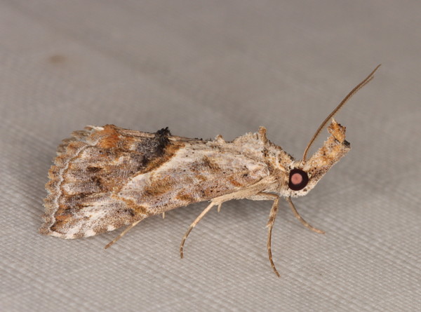 /filer/webapps/moths/media/images/A/antistropha_Zekelita_A_Heyns_03.jpg.jpg
