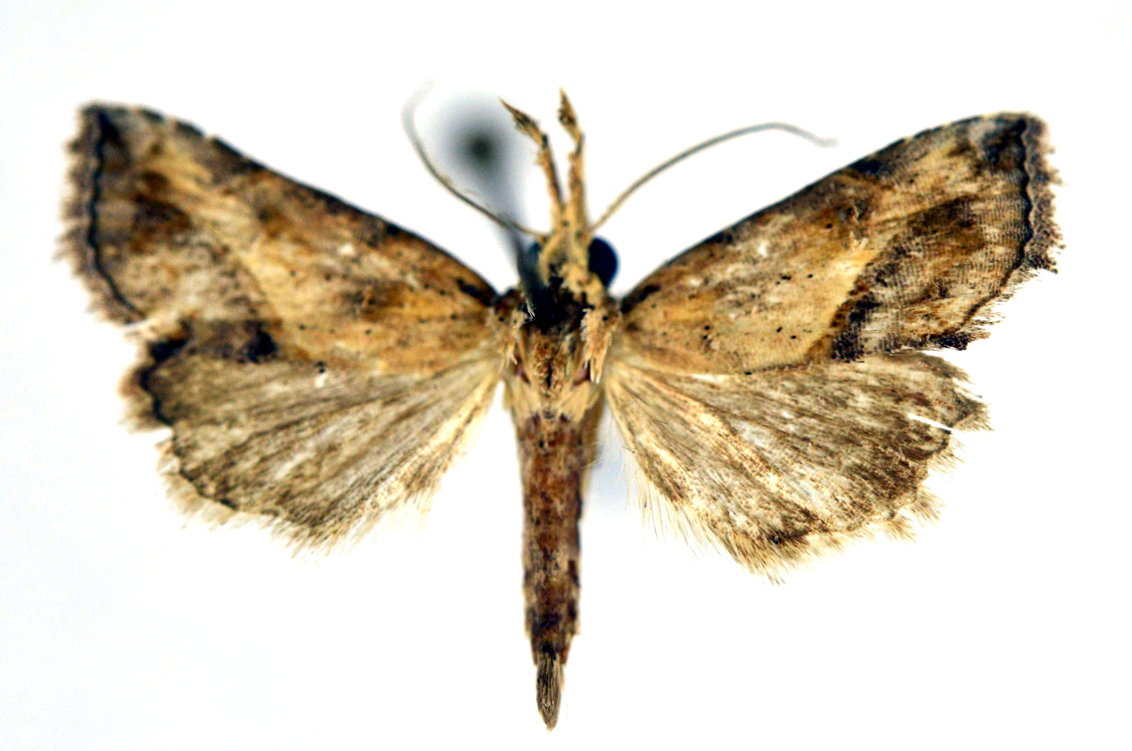 /filer/webapps/moths/media/images/A/antistropha_Zekelita_A_NHMO.jpg