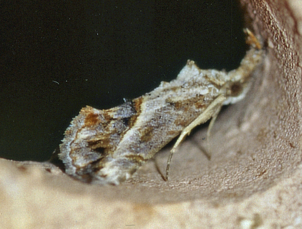 /filer/webapps/moths/media/images/A/antistropha_Zekelita_A_Roland_01.jpg