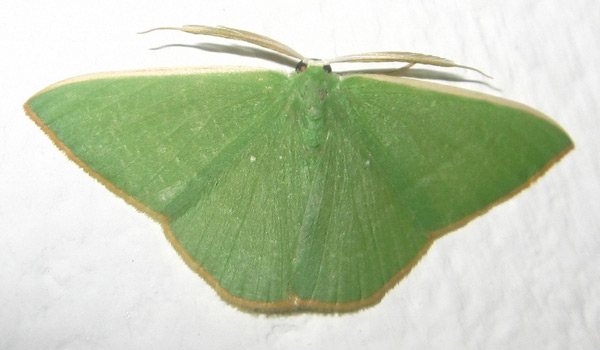/filer/webapps/moths/media/images/A/antithetica_Thalassodes_AM_Bippus.jpg