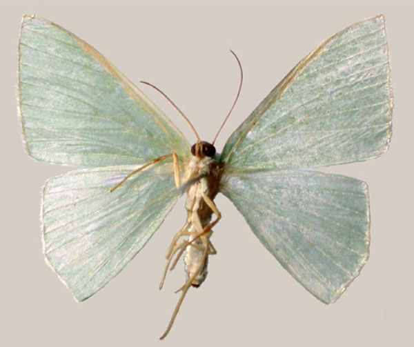 /filer/webapps/moths/media/images/A/antithetica_Thalassodes_AT_MNHN_02.jpg