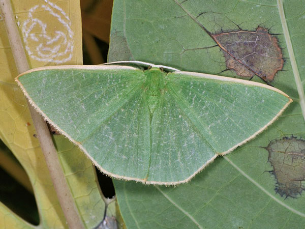 /filer/webapps/moths/media/images/A/antithetica_Thalassodes_A_Mazzei_01.jpg