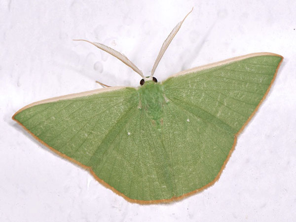 /filer/webapps/moths/media/images/A/antithetica_Thalassodes_A_Mazzei_02.jpg