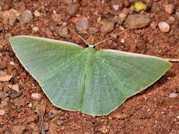 /filer/webapps/moths/media/images/A/antithetica_Thalassodes_A_Mazzei_03.jpg