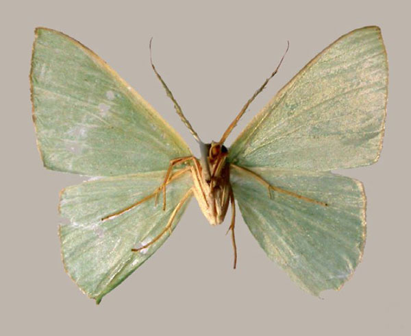/filer/webapps/moths/media/images/A/antithetica_Thalassodes_HT_MNHN_02.jpg