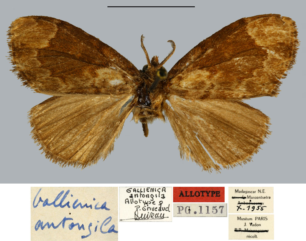 /filer/webapps/moths/media/images/A/antongila_Gallienica_AT_MNHN.jpg