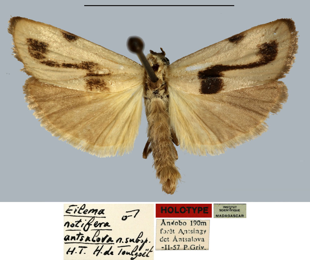 /filer/webapps/moths/media/images/A/antsalova_Eilema_HT_MNHN.jpg