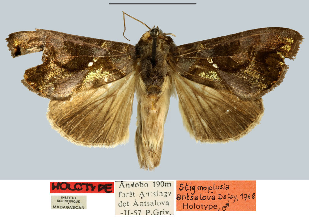 /filer/webapps/moths/media/images/A/antsalova_Plusia_HT_MNHN.jpg