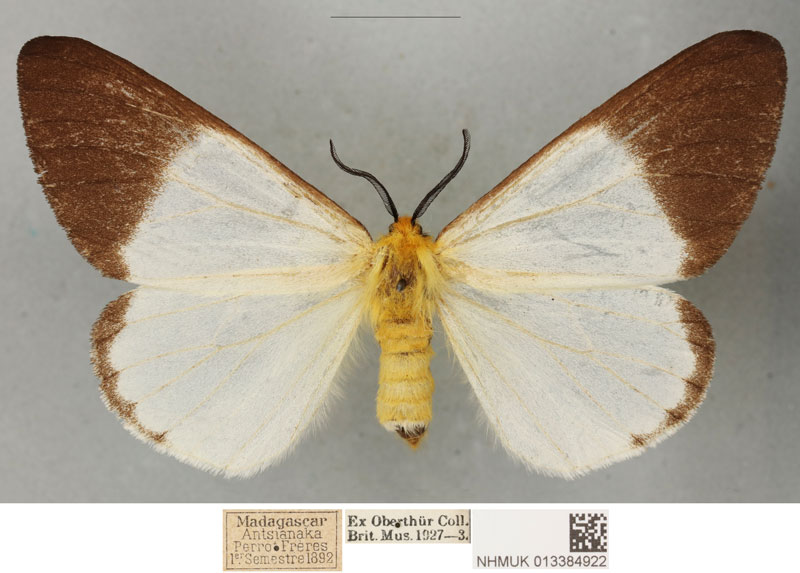 /filer/webapps/moths/media/images/A/antsianakana_Coenostegia_PLTF_BMNH_01.jpg