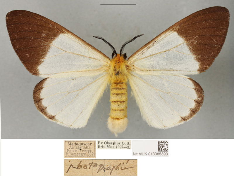 /filer/webapps/moths/media/images/A/antsianakana_Coenostegia_PLTF_BMNH_02.jpg