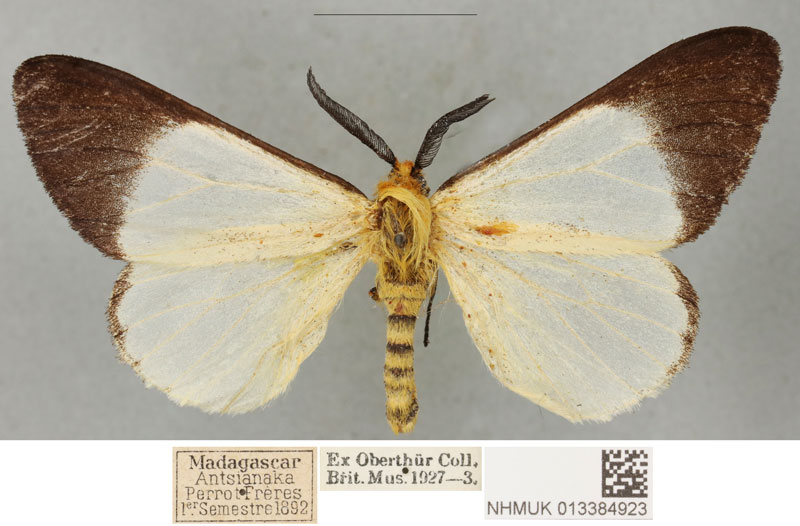 /filer/webapps/moths/media/images/A/antsianakana_Coenostegia_PLTM_BMNH_02.jpg